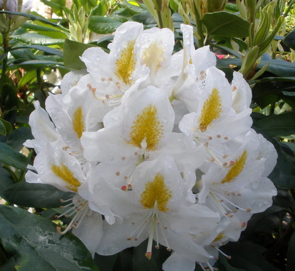 Саженцы Рододендроны Мадам Массон (Rhododendron Madame Masson)
